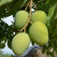 African Mango seed extract as a natural fat burning agent