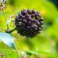 Eleuthero root extract for energy and fatigue reduction in Sugar Defender